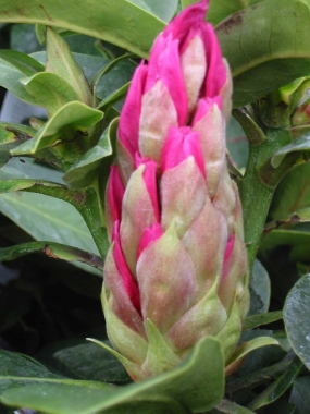 Różanecznik (Rhododendron) "Lachsgold