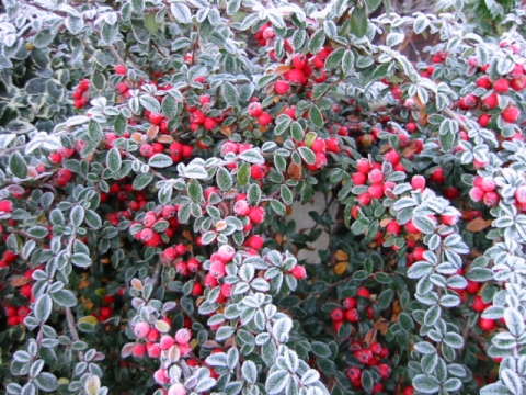 Irga szwedzka (Cotoneaster suecicus) 