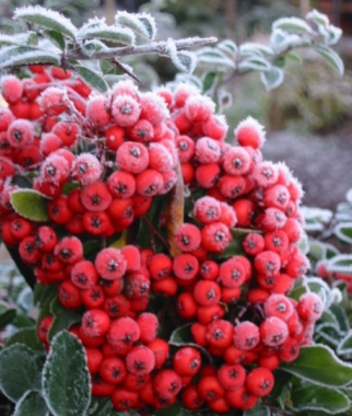 Ognik szkarłatny (Pyracantha coccinea) 