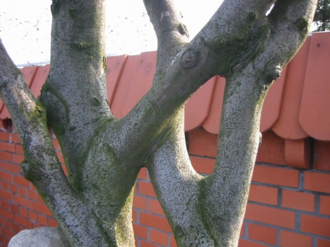 Buk zwyczajny (Fagus silvatica) palmeta płaska ok.30 lat