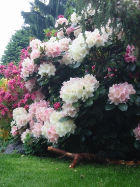 Różanecznik (Rhododendron) Lachsgold