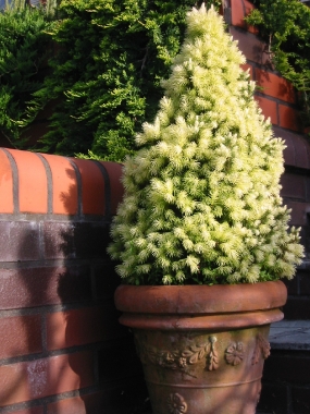 Świerk biały (Picea glauca) J.W. Daisy White