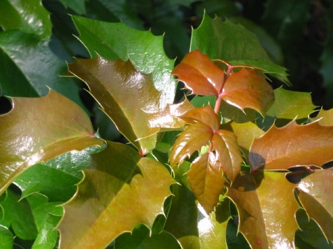 Mahonia pospolita (Mahonia aquifolium) Smaragd