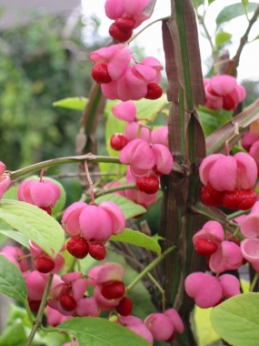 Trzmielina korkowa (Euonymus phellomanus)