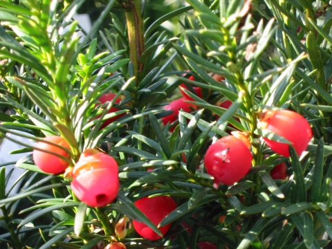 Taxus media (Cis pośredni) Hicksii