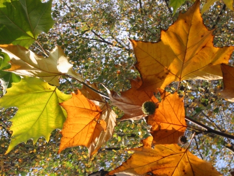 Platanus acerifolia (Platan klonolistny)