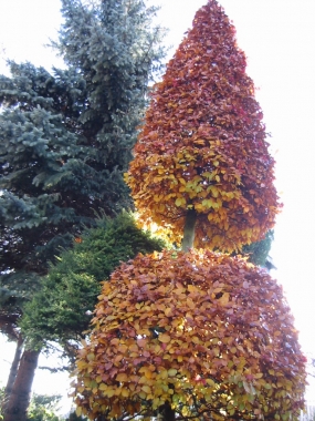 Buk pospolity (Fagus silvatica) Atropunicea [jesień, formowany]