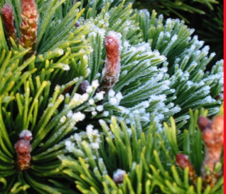 Sosna górska (Pinus mugo) 