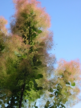 Perukowiec podolski (Cotinus coggygria) Young Lady