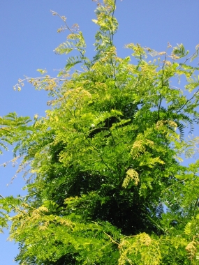 Glediczja trójcierniowa (Gleditsia triacantchos) Sunburst