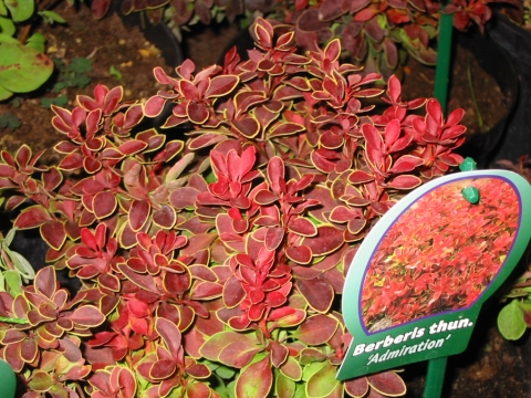 Berberys Thunberga (Berberis thunbergii) Admiration 