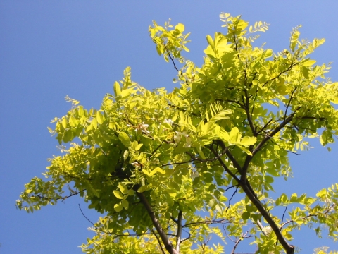Robinia akacjowa (Robinia pseudoacacia) Frisia