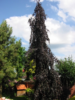 Buk zwyczajny (Fagus silvatica) Purple Fountain