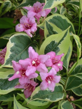 Krzewuszka kwiecista (Weigela florida) Variegata