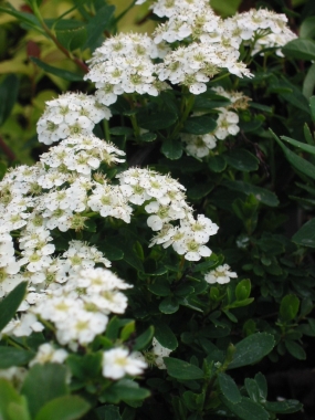 Tawuła nippońska (Spiraea nipponica) June Bride