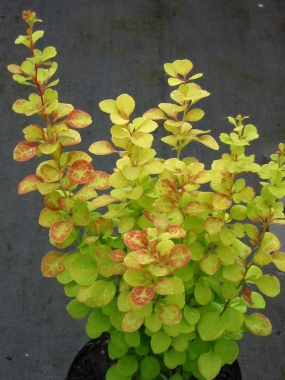 Berberys Thunberga (Berberis thunbergii)  Maria