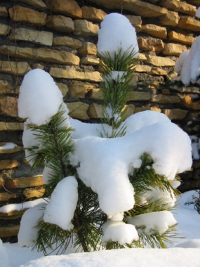 Sosnagęstokwiatowa (Pinus densiflora) 