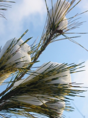 Sosna gęstokwiatowa (Pinus densiflora) 