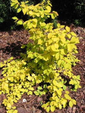 Tawuła van  Houtte (Spiraea vanhoutteii) Gold Fountain