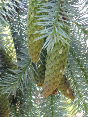 Świerk serbski (Picea omorica) Pendula