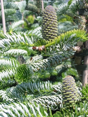 Jodła koreańska (Abies koreana) Silberlock