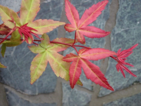 Klon palmowy (Acer palmatum) Corallinum