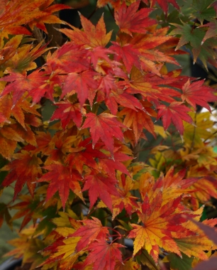 Klon Shirasawy (Acer shirasawanum) 