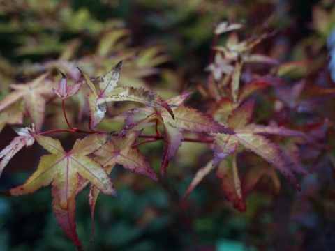 Klon palmowy (Acer palmatum) 