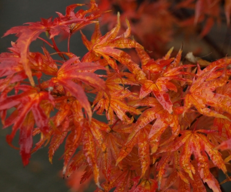 Klon palmowy (Acer palmatum) 