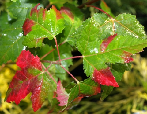 Klon tatarski (Acer tataricum) ssp. ginnala