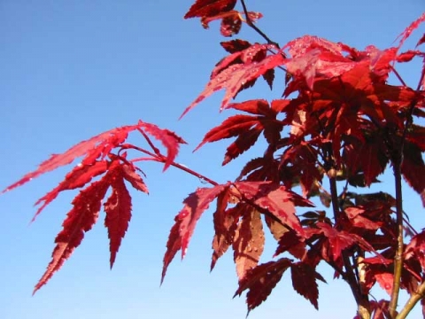 Klon palmowy (Acer palmatum) 