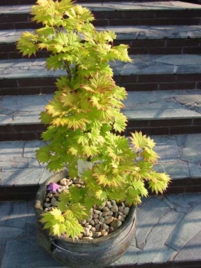 Klon Shirasawy (Acer shirasawanum) 