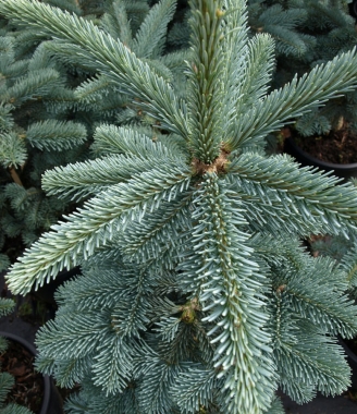 Jodła górska (Abies lasiocarpa) Argentea