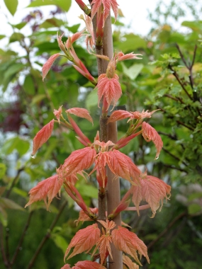 Klon jawor (Acer pseudoplatanus) 