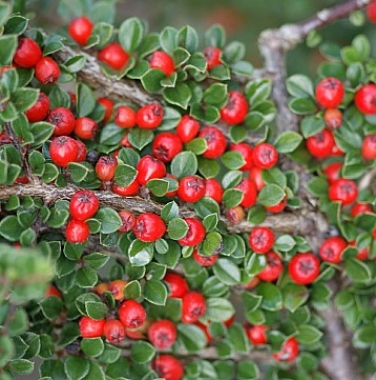 Irga (Cotoneaster) 