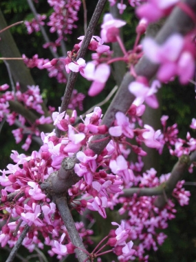 Judaszowiec południowy (Cercis siliquastrum)