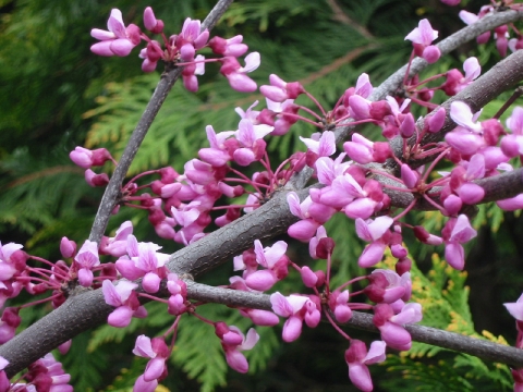 Judaszowiec południowy (Cercis siliquastrum)