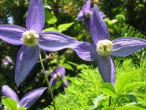 Powojnik alpejski (Clematis alpina) gr. Atragene