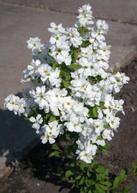 Obiela mieszańcowa (Exochorda) 