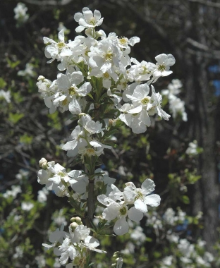 Obiela Korolkowa (Exochorda korolkowii)