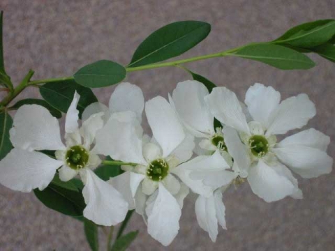 Obiela mieszańcowa (Exochorda macrantha) 