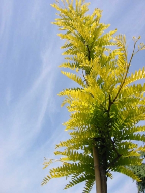 Glediczja trójcierniowa (Gleditsia triacanthos) 