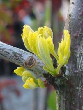 Glediczja trójcierniowa (Gleditsia triacanthos) 