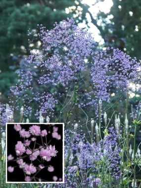 Rutewka Delavaya (Thalictrum delavayi) 