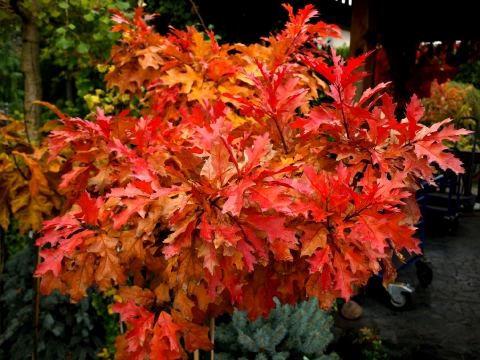 Dąb błotny (Quercus palustris) 