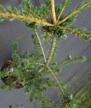 Sosna drobnokwiatowa (Pinus parviflora) Kokonoe 