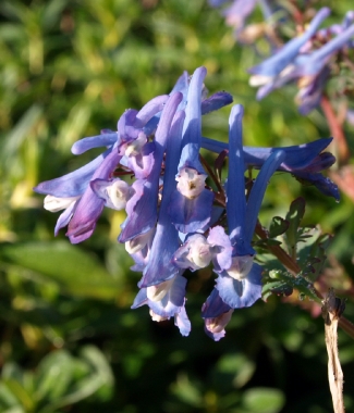 Kokorycz pogięta (Corydalis flexuosa) 