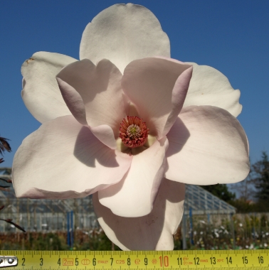 Magnolia x 