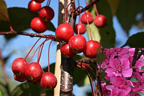 Jabłoń (Malus) Prairiefire