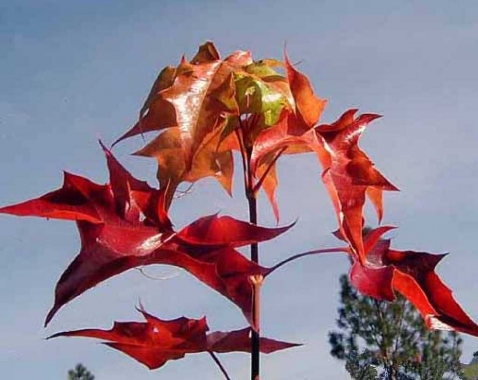 Klon ściętolistny (Acer truncatum) 